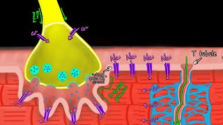 Excitation-Contraction Coupling | Skeletal Muscle Physiology