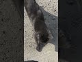 Wszystko pozamykane, nie ma gdzie uciec.  #cat #greycat