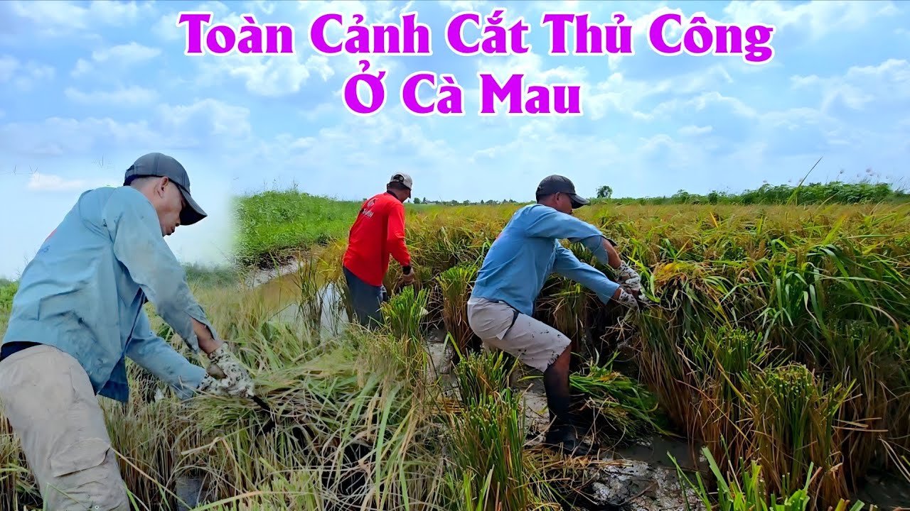 Toàn Cảnh Cắt Lúa Thủ Công Ở Thới Bình Tỉnh Cà Mau Như Thế Nào 