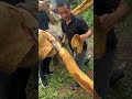 How Cinnamon Is Harvested From Trees! 🌿 😳 #shortsvideo