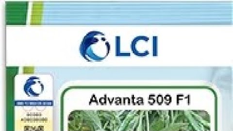 Advanta 509 Pendant chili at Haider Shah Farm Mirpur Sakro area