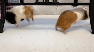 Look how funny these little pigs are freaking out! Guinea pigs popcorning and jumping