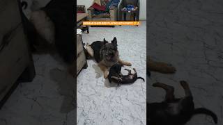 Long Coat German Shepherd Playing with puppies 🐶❣️ #shorts #germanshepherd #nancy