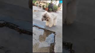 Cυƚҽ Ρυρριҽʂ Ƚσ Ɱαƙҽ ყσυ Ʂɱιʅҽ