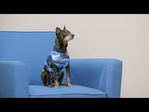 Suitical Recovery Suit and Recovery Sleeve for Pets | Chewy