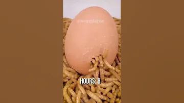 تجربة الديدان والبيضه 