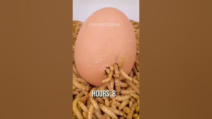 تجربة الديدان والبيضه