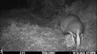 Badger October Bedding