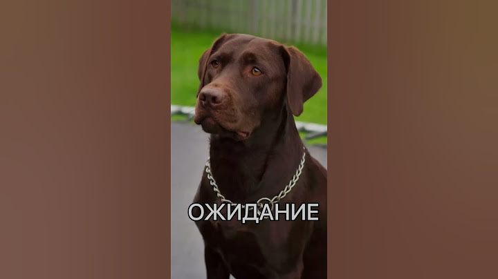 Купил щенка на Авито #labrador #лабрадор #dog #happy #puppies #собака