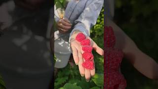 Ремонтантная малина Маргарита #малина#село
