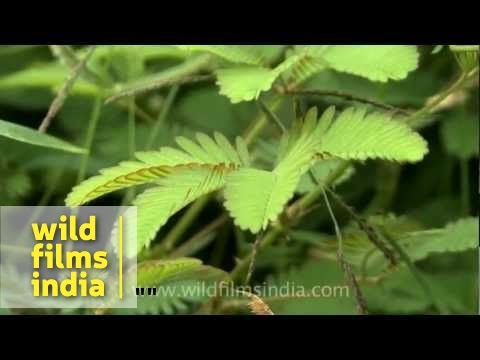 Mimosa - plant capable of rapid movement?
