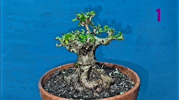 Clip ngày 28/11-Tổng hợp cây khai thác giao lưu- sdt (0902925428)