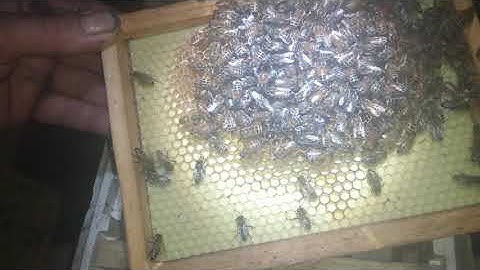 Prevent drowning in Mann lake double mini mating nucs