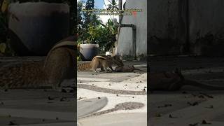 A little life waited… and a mother's love found its way back ❤️🐿️ Mother -Safest place in the world