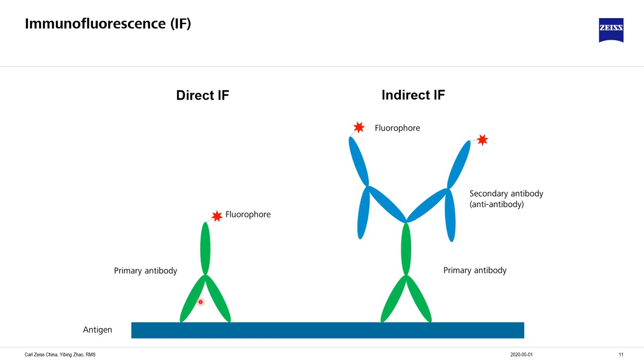 ZEISS webinar sample preperation fluorescence microscope YouTube