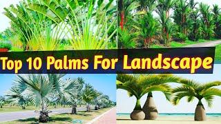 Trending Palms For Landscaping/Best Palm Tree for Landscape at any Climatic conditions/Palm tree