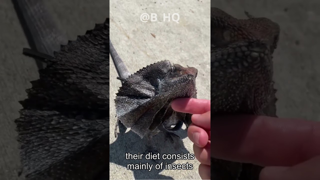 Unveiling the Majestic Frill-Necked Lizard | Australia's Daring Reptile Daredevil!