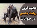 10تا از باور نکردنی و عجیب ترین جفت گیری ها در حیوانات 10تا از باور نکردنی و عجیب ترین جفت گیری ها در حیوانات