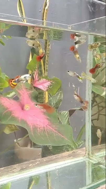 story wa ikan guppy cendolan #shorts