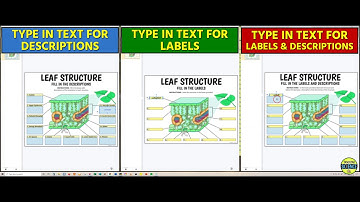 Leaf Structure - Interactive Google Slide Activities (by Tangstar Science)