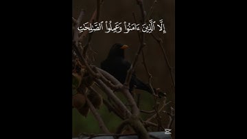 سورة التين الشيخ ياسر الدوسري #سورة_التين #الشيخ_ياسر_الدوسري