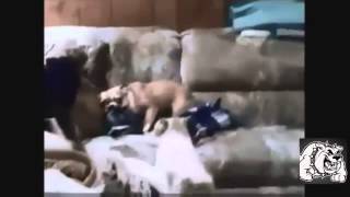 Видео приколы с кошками и собаками