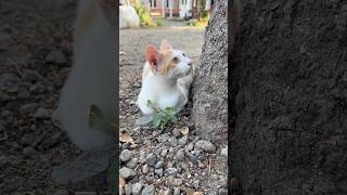 Kucing mager #cat #imut #cute #cutecat #pets #funny #kitten #catsoftiktok #funnycats