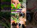 বাগানে কত নতুন সদস্য আগমন 😯#trending #ytshorts #gardening #plants