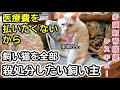 【我が子をガス室送りに】なぎ先生が成猫11匹子猫2匹を保護されました