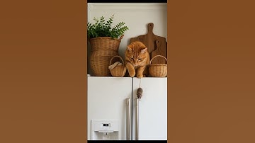 cat | ねこ | Crazy! The Cat Finally Trapped The Mouse!