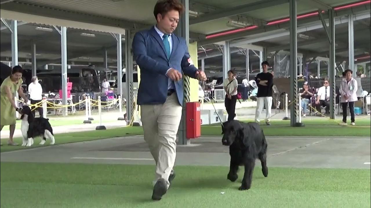 2024.4.29. 埼玉西ハッピーライフケネルクラブ展 ベストインショー戦 BIS YouTube