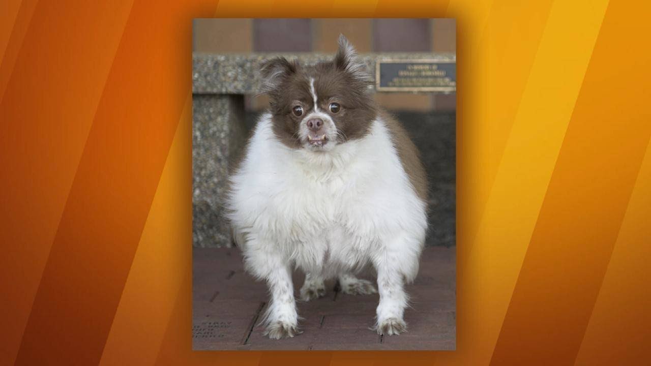 This Overweight Pup Lost 37 POUNDS By Exercising and Eating Rach’s Dog Food! | Rachael Ray Show