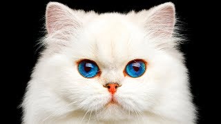猫の凄さを知らしめる31の真実
