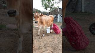 Cow Milk Or Maa Village Life 