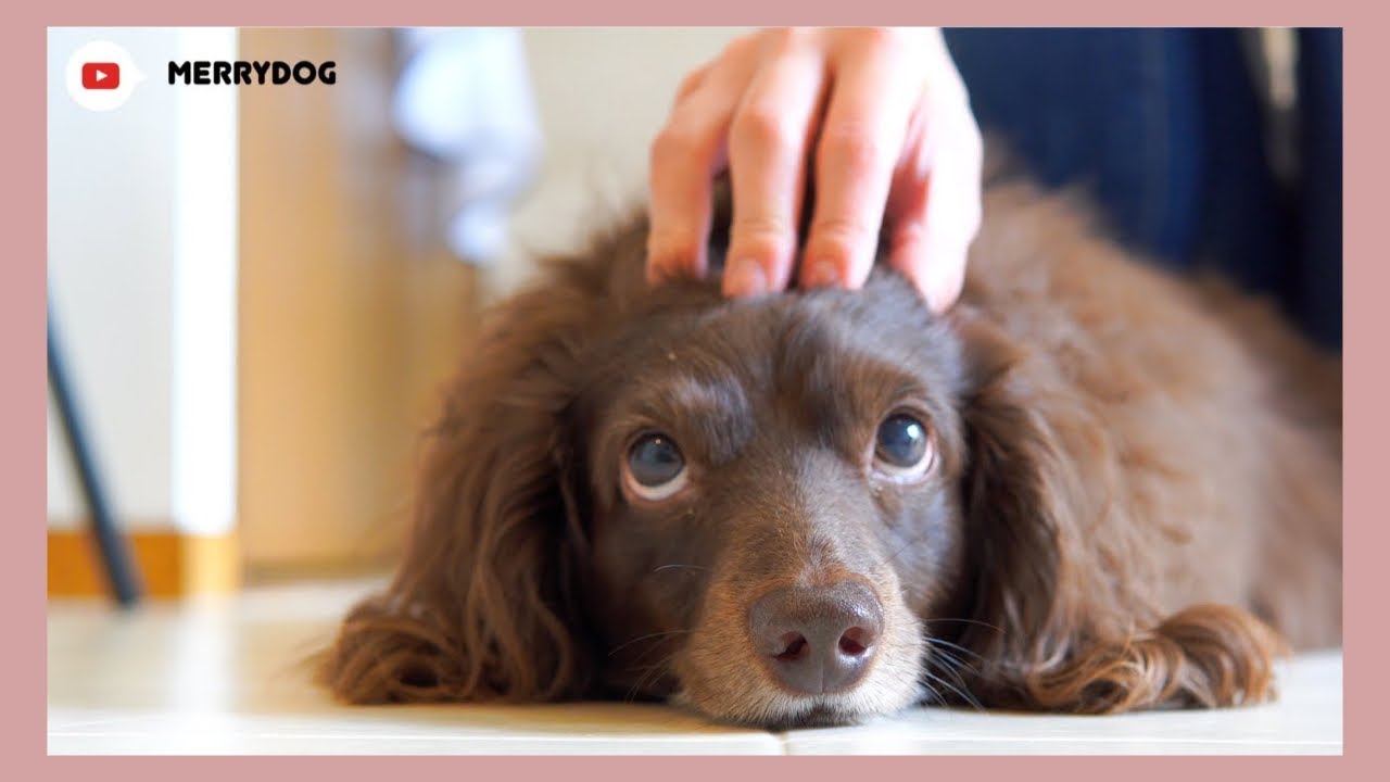 【トリミング】撫でて！上目遣いのダックスフンド/ Lovely eyes dachshund (Dog grooming & Trimming video)