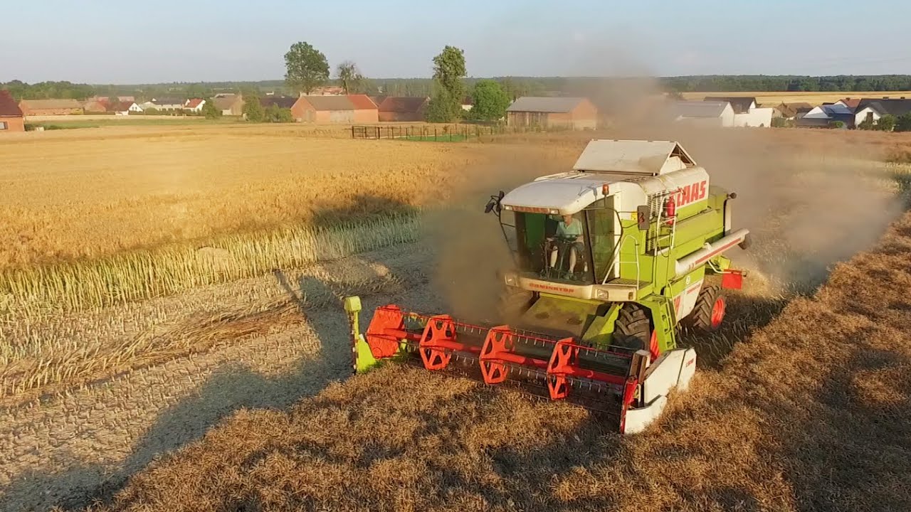 Żniwa Rzepaku 2025 / Claas Dominator 108
