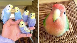 Baby Animals 🔴 Funny Parrots and Cute Birds Compilation (2021) Loros Adorables Recopilación #8