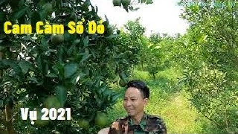 Test Cam Đầu Mùa 2021, Vườn Cam Càm Sổ Đỏ Lục Ngạn I Nui Doi Luc Ngan 98