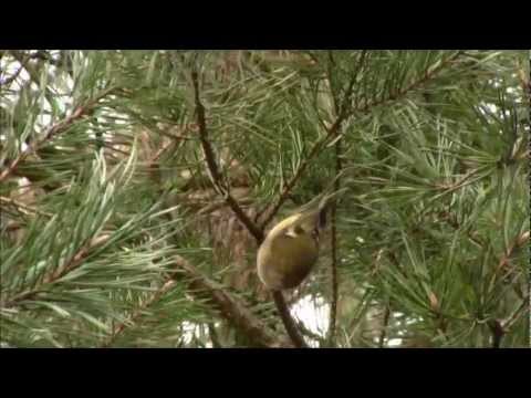 Wintergoldhähnchen - Goldcrest  (Regulus regulus) see in 720HD