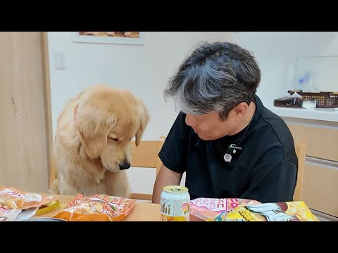事実を受け入れる。心配する子犬と脳に障害を負って生きるパパの日常。【Golden Retriever japan】