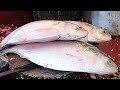 Amazing Live Nonstop Hilsa (ilish) Fish Cutting Skills In Fish Market