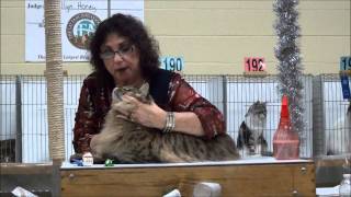 Maine Coons at CFA show by Julie Stanton 8,606 views 12 years ago 1 minute, 29 seconds