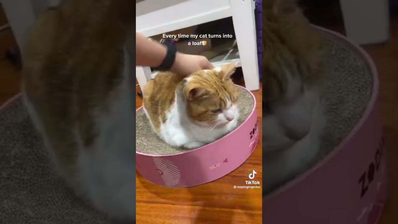 Everytime a cat turns into loaf be like: 🍞🍞🍞 