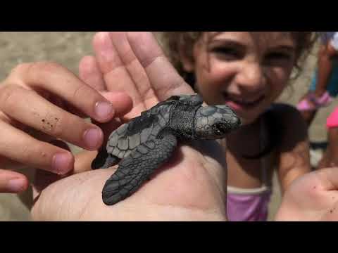 Βίντεο: Αυξανόμενοι πληθυσμοί αρσενικών χελωνών που συνδέονται με τη ρύπανση από υδράργυρο