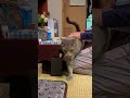 『幸せな猫と.. おばあちゃんの日々』… #かぜのねこ #cat #保護猫 #さっちゃん #ねこ #風の猫