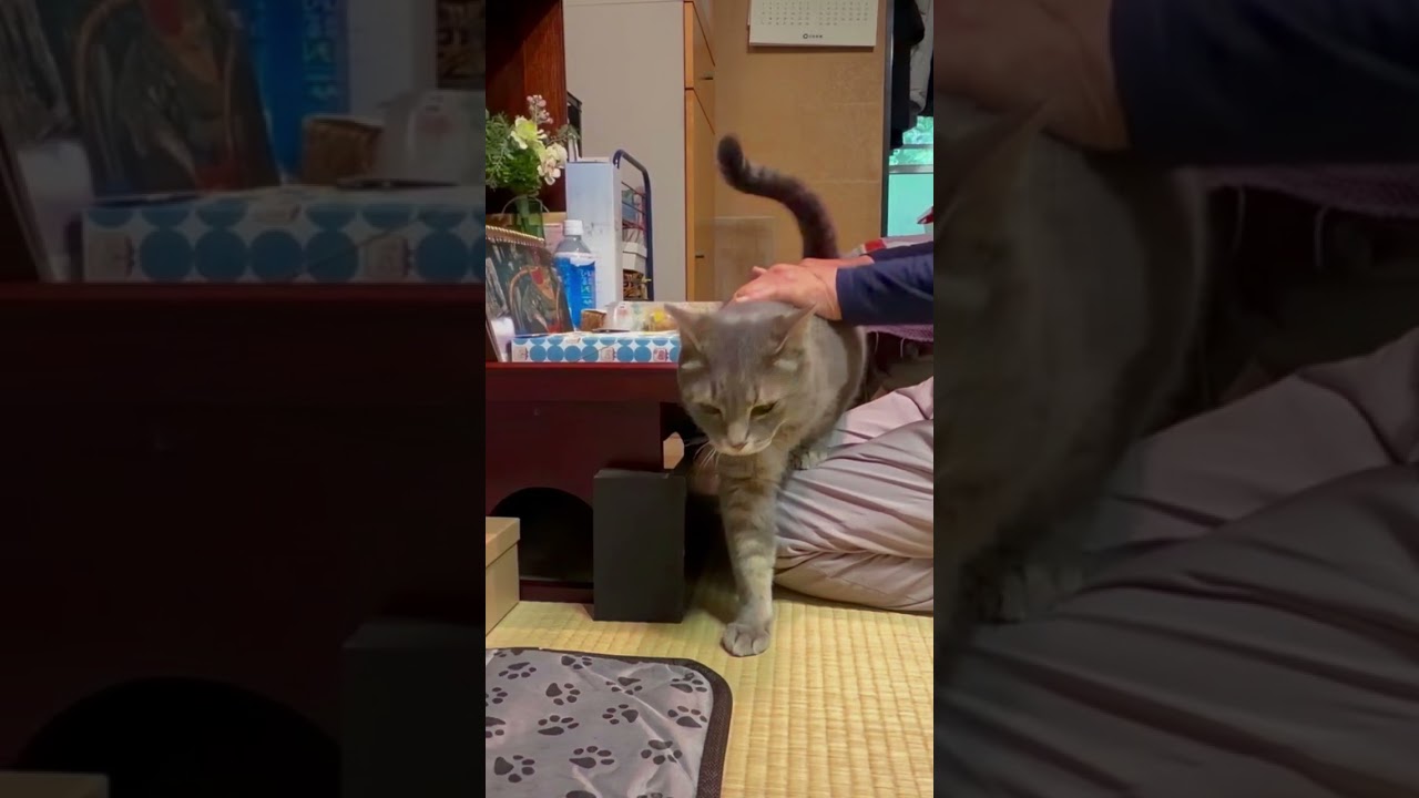 『幸せな猫と.. おばあちゃんの日々』… #かぜのねこ #cat #保護猫 #さっちゃん #ねこ #風の猫