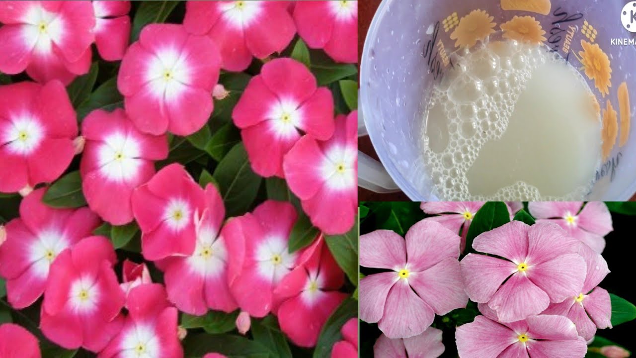 Monsoon season me Vinca/Sadabahar plant ki care kaise karen Best