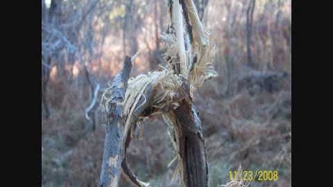 Bigfoot tree sign and structures