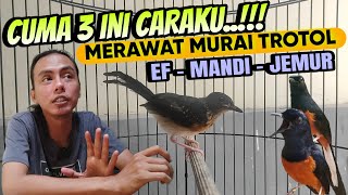 CUMA 3 INI SAJA, CARAKU MERAWAT MURAI BATU TROTOL