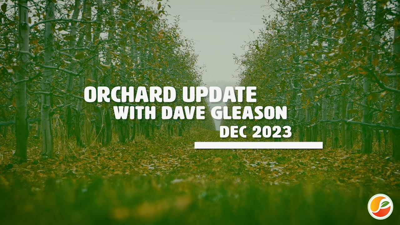 Orchard update Dec 2023 - YouTube